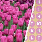 Pouze 2 procenta lidí najdou slovo „tulipán“ za 8 sekund: